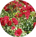 Elisa's profile picture
